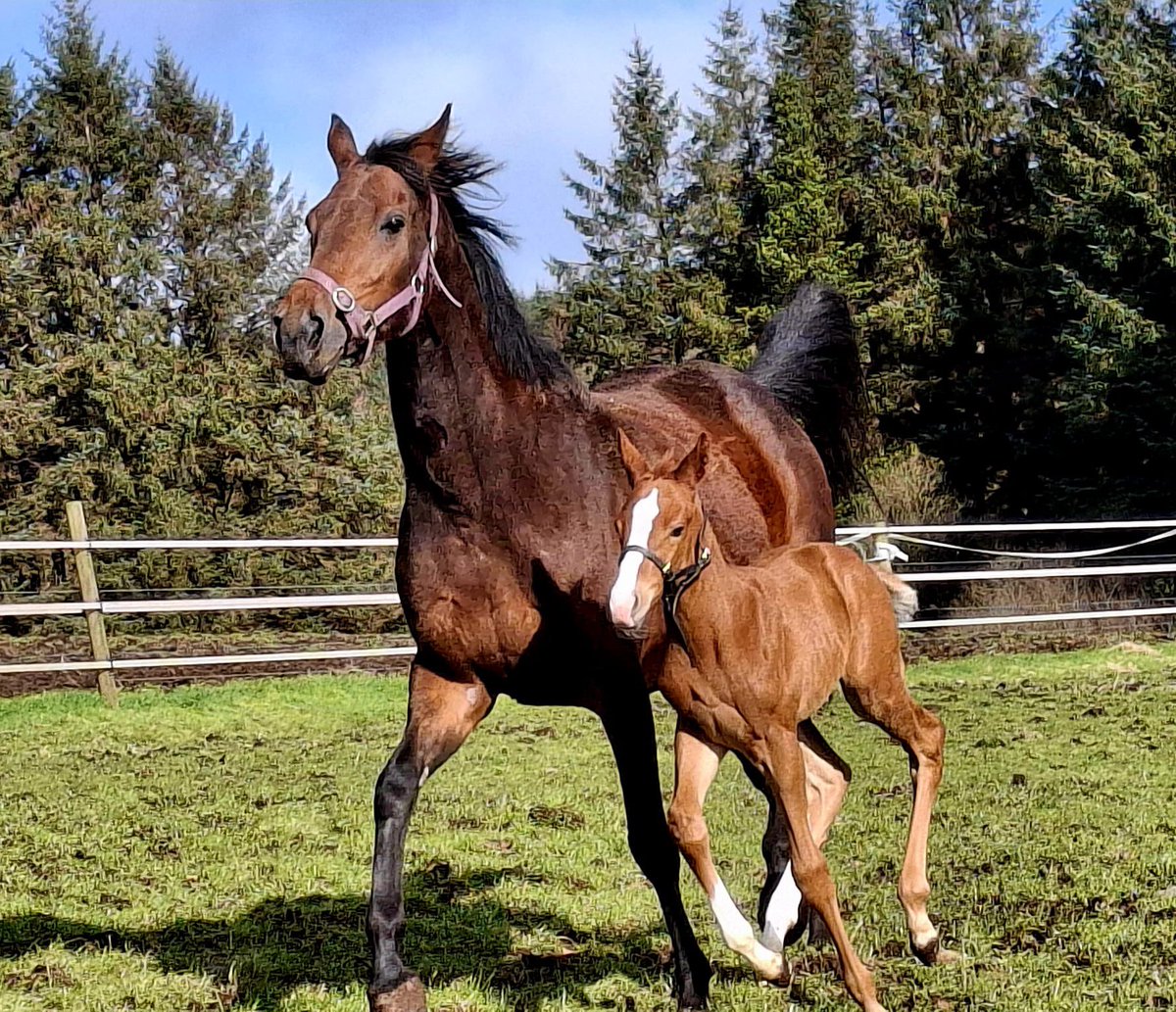 Ferdlant Stud tweet media