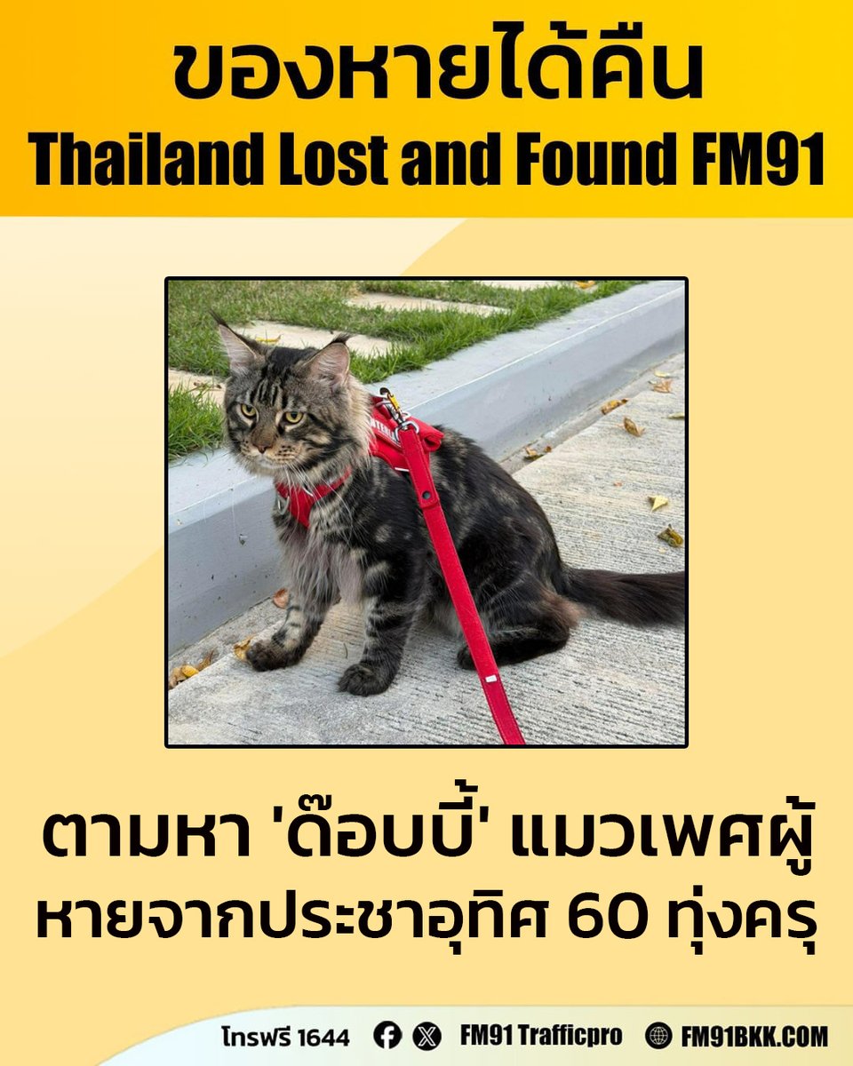 ตามหา "ด๊อบบี้" แมวสายพันธุ์ "เมนคูน" เพศผู้ อายุ 1 ขวบ 7 เดือน
หายออกจากหมู่บ้านพลีโน่ ซอยประชาอุทิศ 60 แขวงทุ่งครุ เขตทุ่งครุ กรุงเทพฯ เวลา 03.00 น. วันนี้ (11 มี.ค. 69) มีรางวัล 3,000 บาท

พบเห็นติดต่อกลับที่หมายเลขโทรฟรี 1644 สวพ.FM91 ได้ตลอด 24 ชั่วโมง
#ของหายได้คืน
