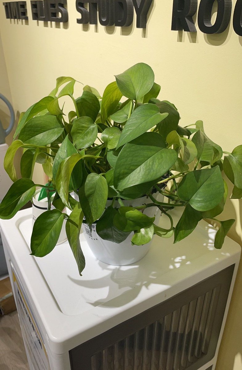 Robert Lacey tweet media