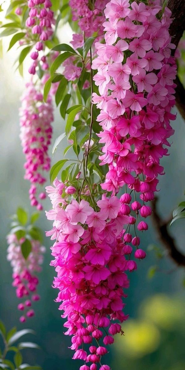 Beautiful flowers 🌹🌸🌿🌸🌿🌸🌿🌸🌿🌸🌿🌹