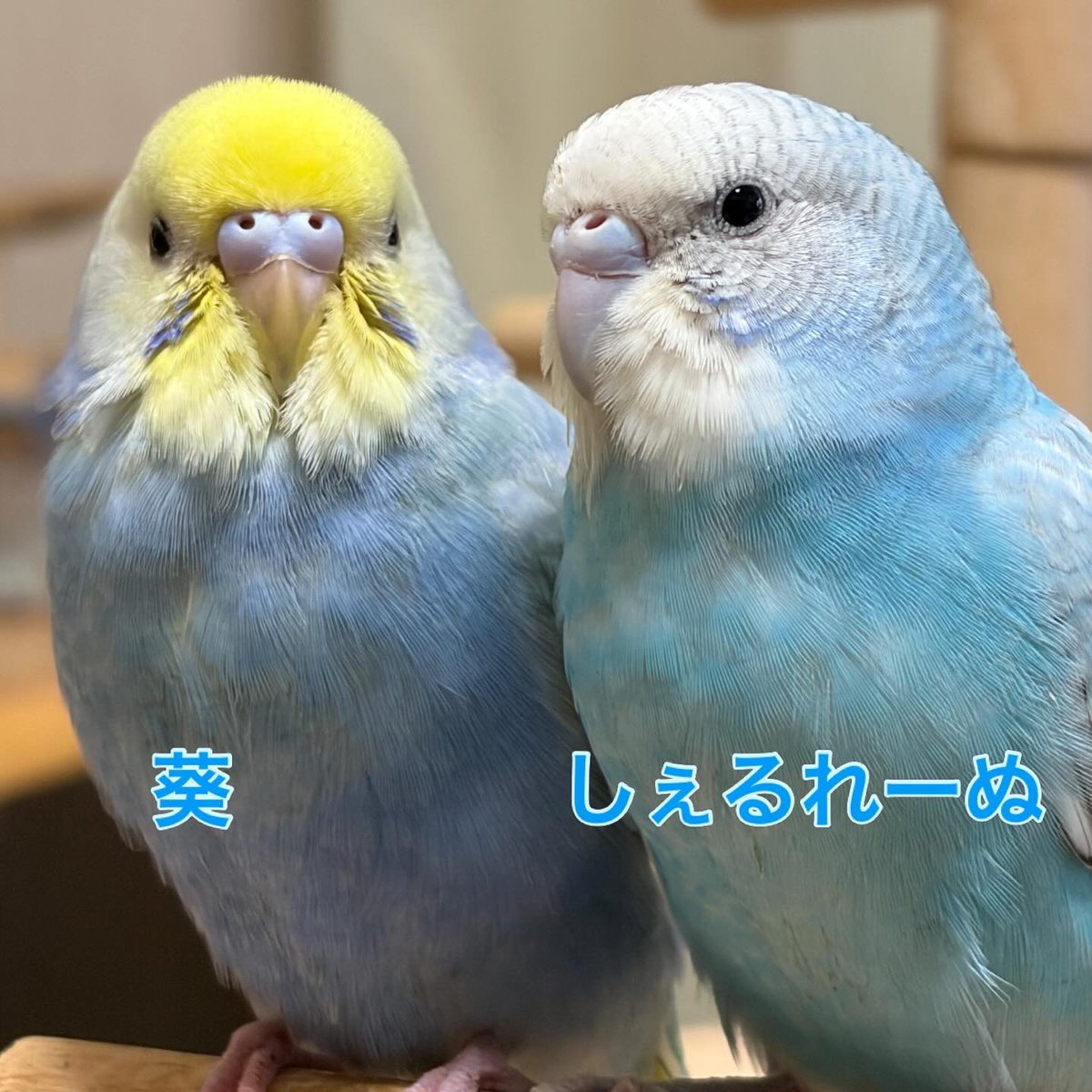 dotadotao's tweet photo. 今日で51歳になりました🎂みるたんロスト事件以来見つからないまま3ヶ月が経過し悲しい日々でしたが、お姉ちゃんインコのよもぎのために新しいインコを2羽お迎えしました🐣🐣その愛くるしい姿に心癒されております☺️決して忘れることはないですが、しっかり前も向いていかないといけないですよね🙂 https://t.co/hx69dhoeta