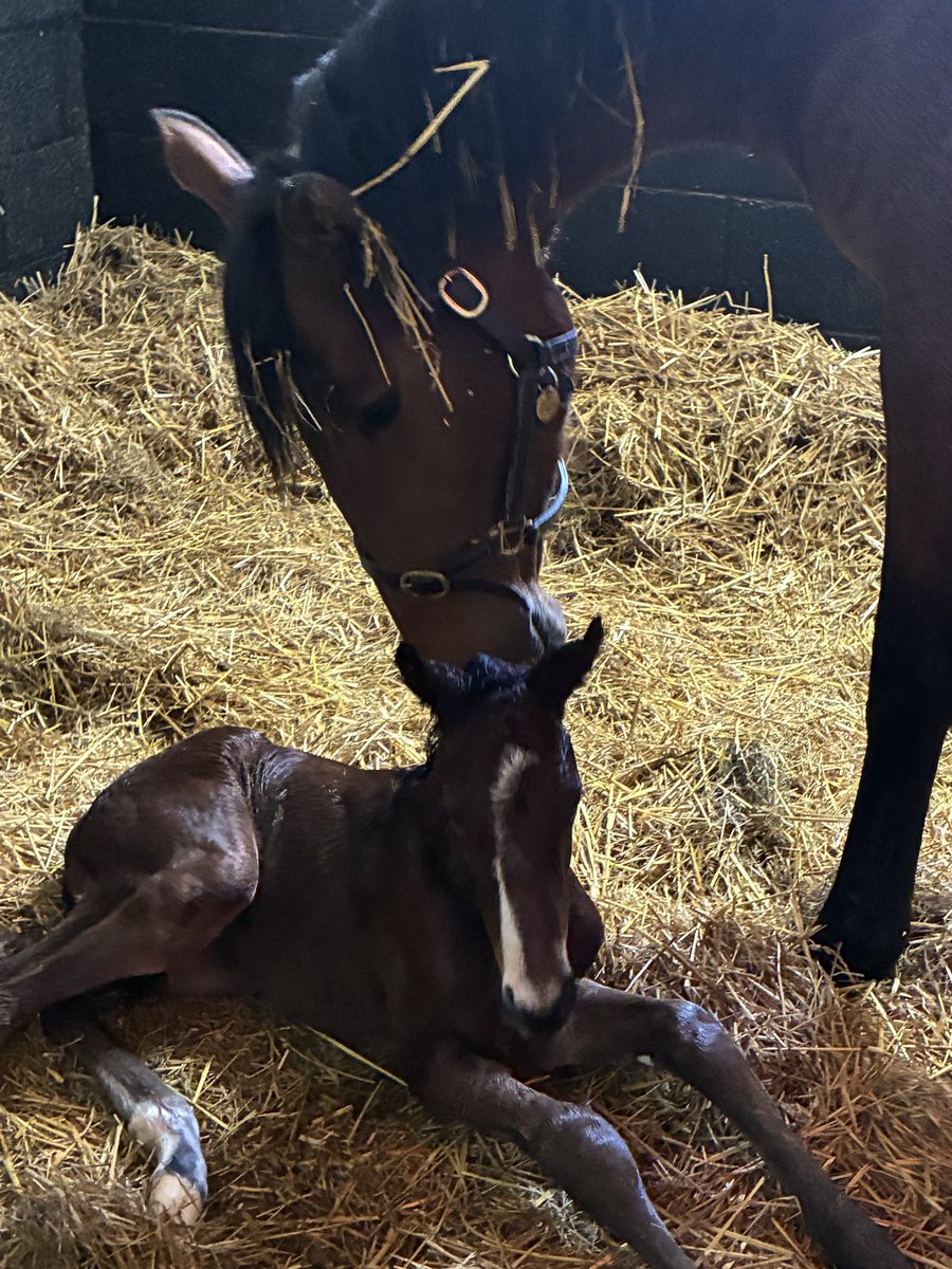 Brookside Stud tweet media