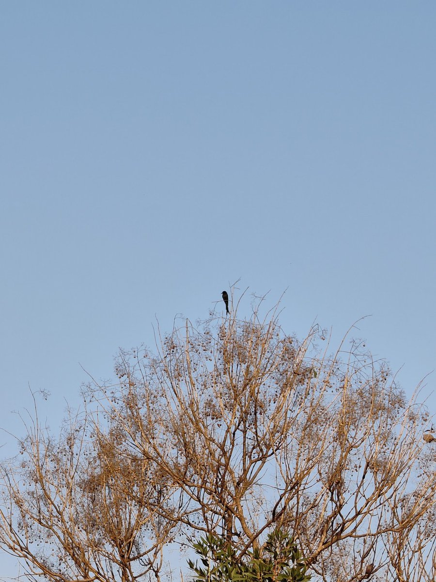 n_aficionado's tweet photo. Black Drongo on the top branch.
Lower branches were dismissed on technicalities.
#BirdsOfIndia #BlackDrongo #UrbanBirding #NoviceBirder https://t.co/708gxGL09v