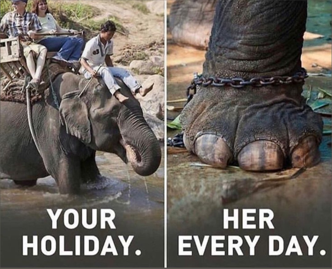 Shane Janisch 🇺🇦🐬🐳 tweet media