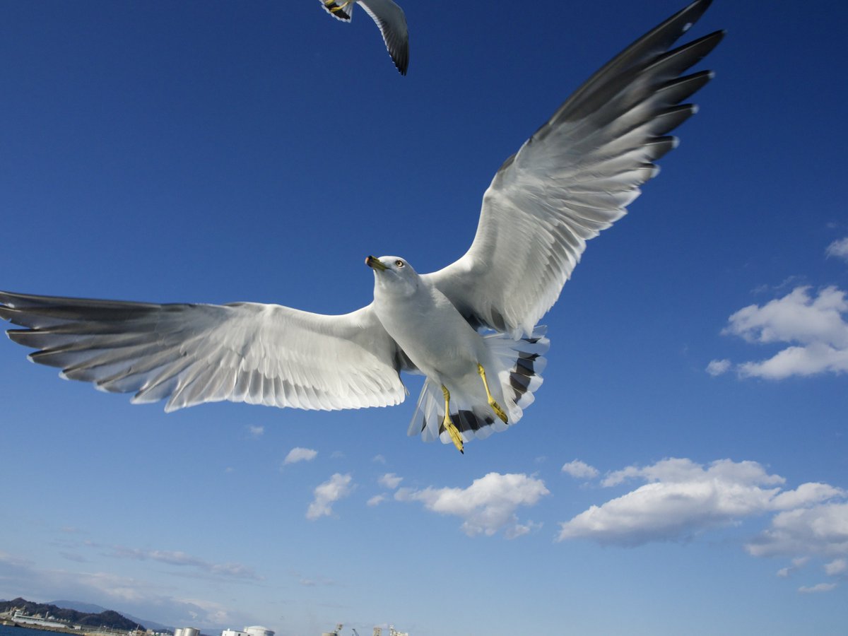 Anza1@梅原流 tweet media