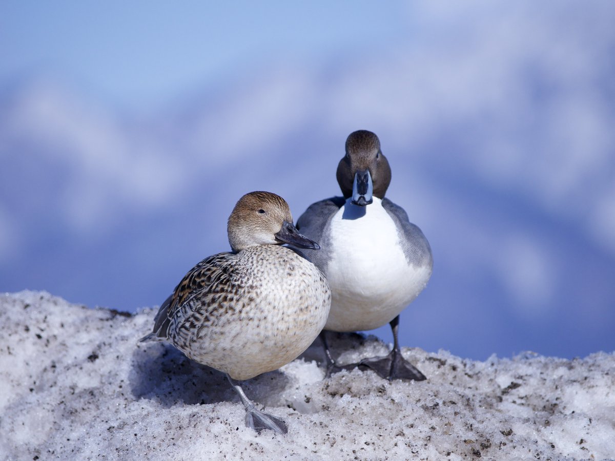 Anza1@梅原流 tweet media