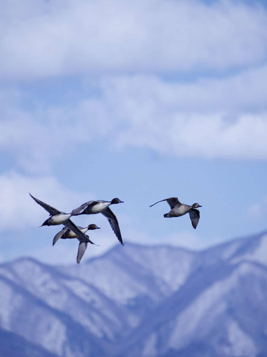 Anza1@梅原流 tweet media