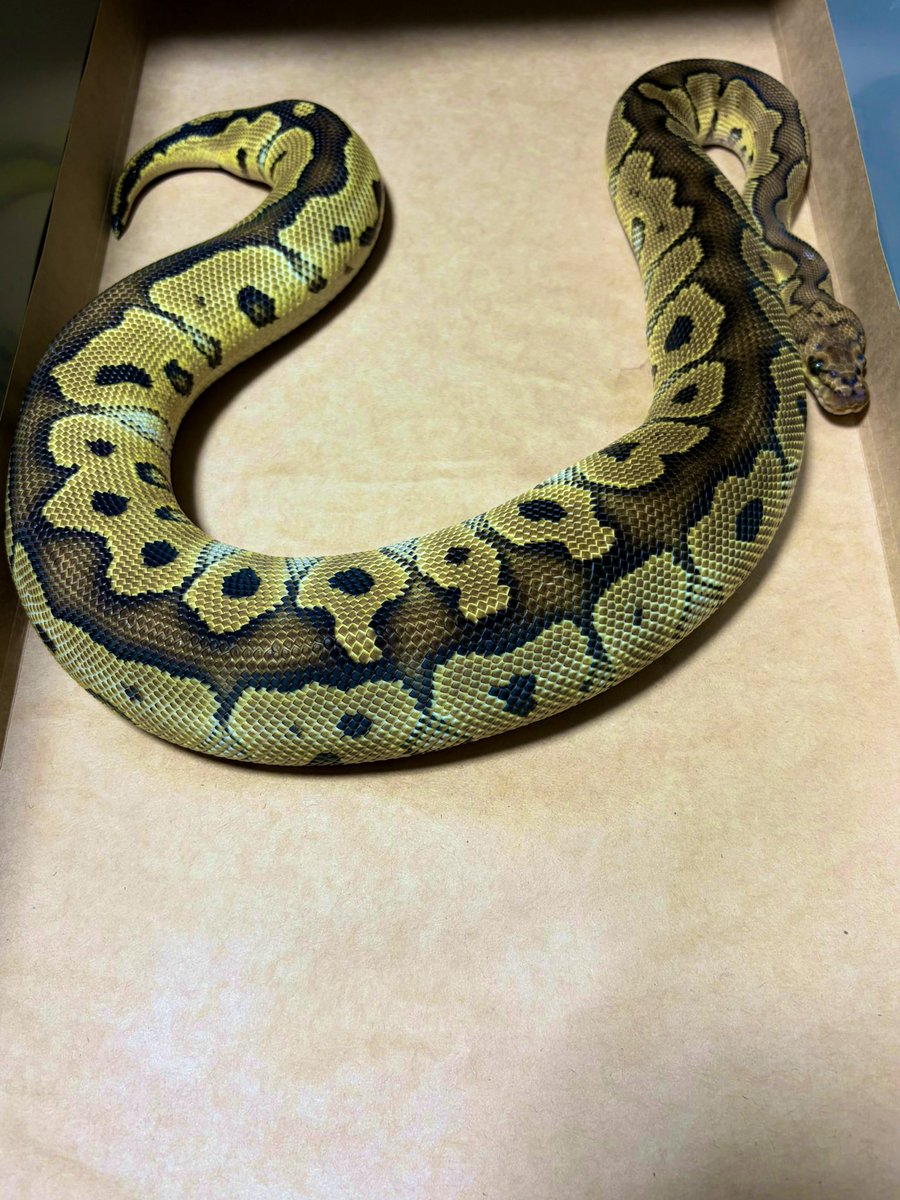 にこらる/神 tweet media