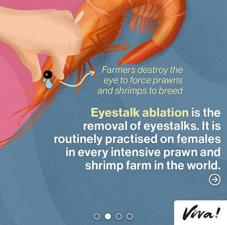 veganfuture's tweet photo. Don't eat prawns. #GoVegan https://t.co/mne64EqjPl