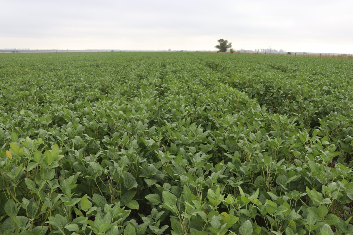 INTA Santa Fe tweet media