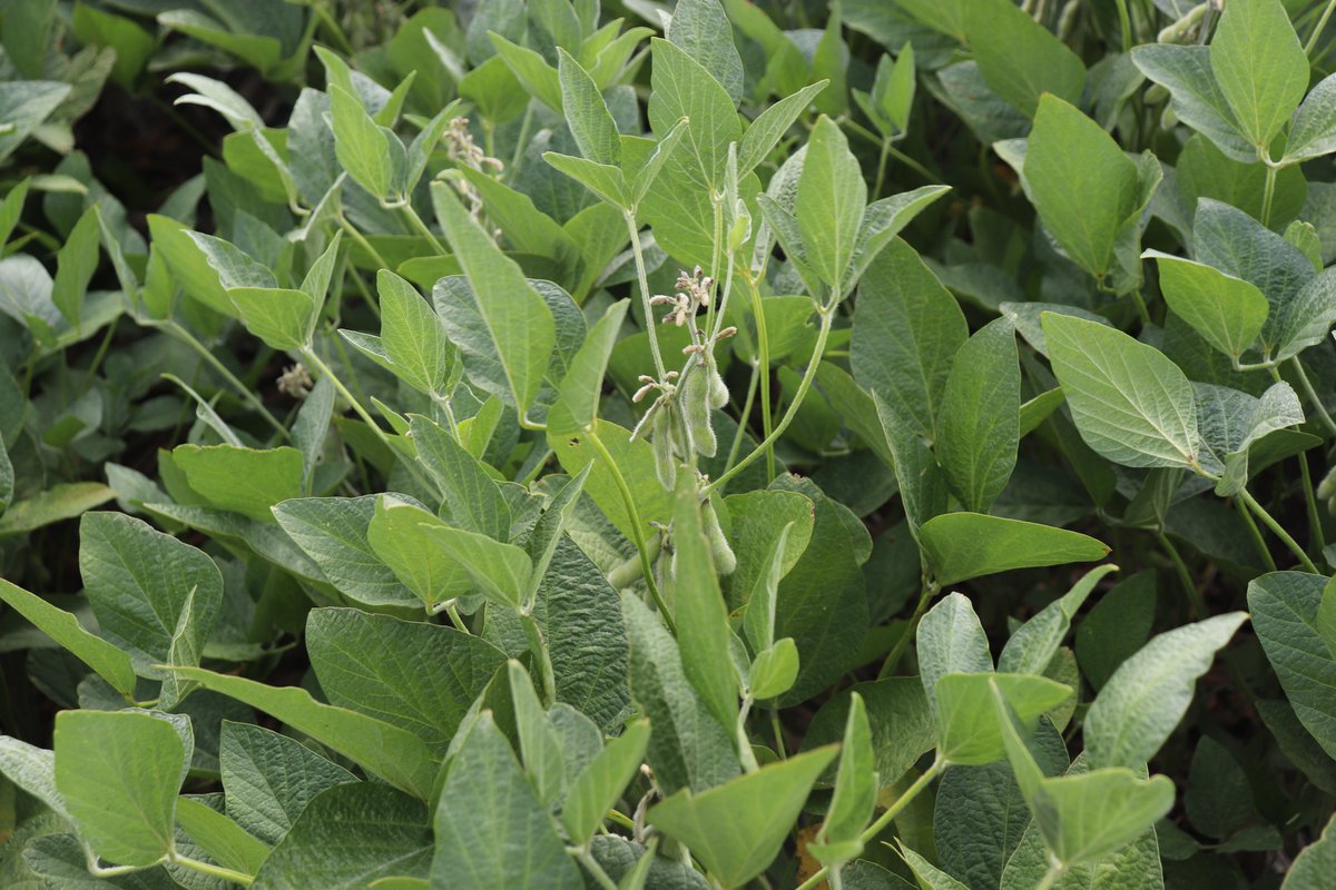 INTA Santa Fe tweet media