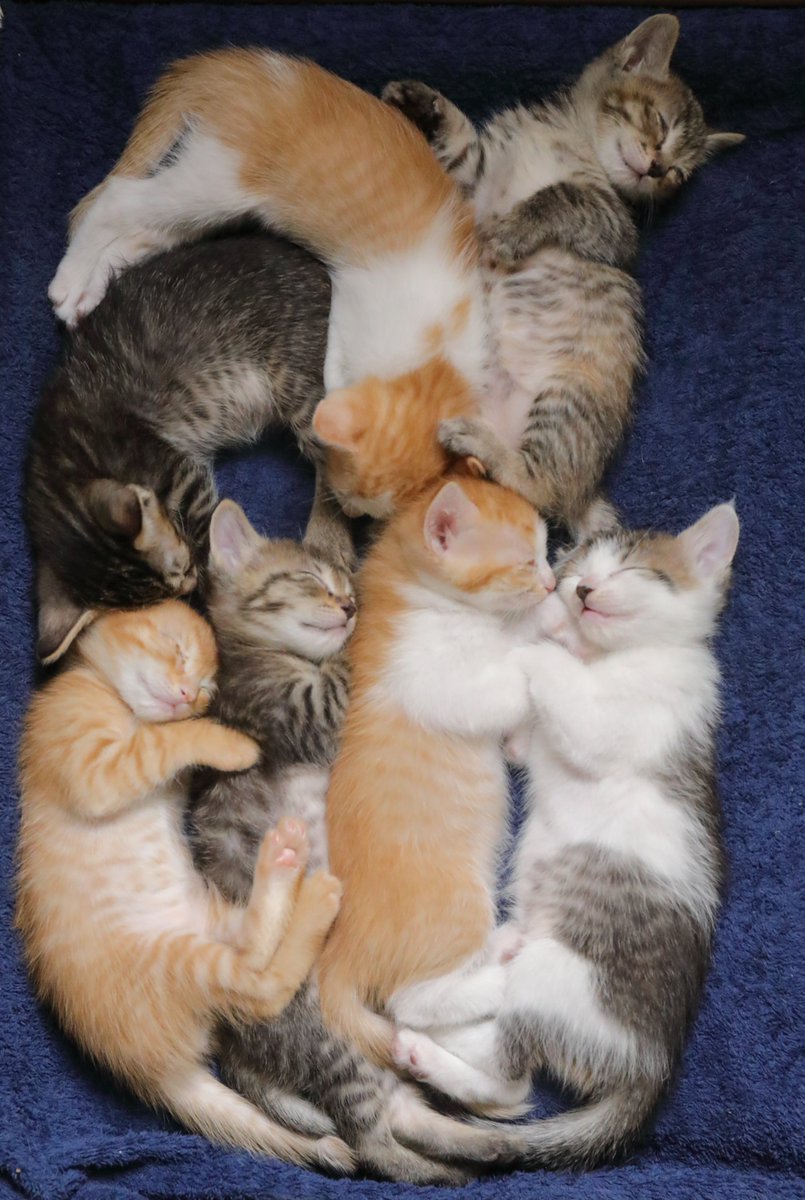 The pets only 🐾 tweet media