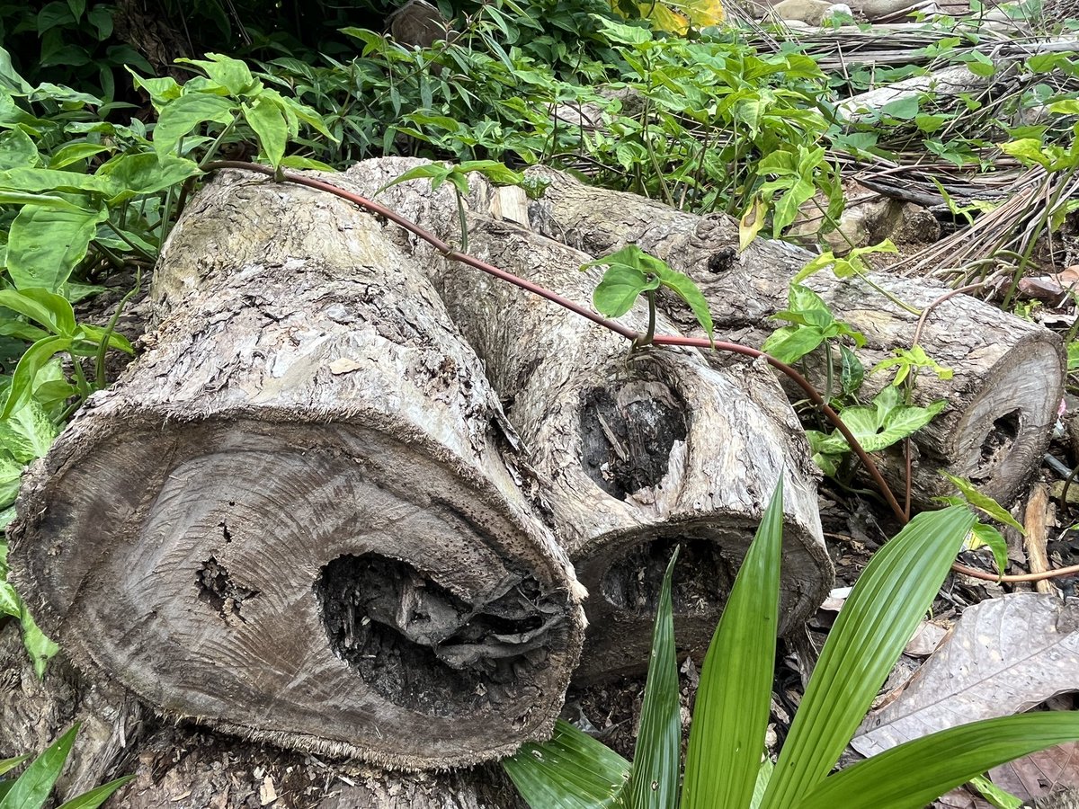 komunalll's tweet photo. Trigona 
Lebah tanpa sengat yang sangat mudah untuk dibudidayakan, di alam mereka biasa hidup di dalam bambu, batang kayu yang gerowong (berlubang), hingga tebing batu. Dari banyaknya tempat hidup, kenapa harus gelodokan kayu bitti yang kau pilih? https://t.co/ORCWHYirr8