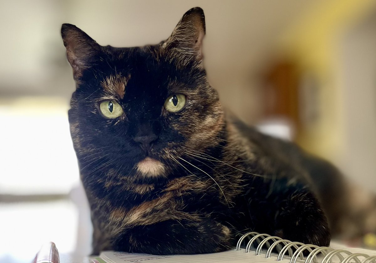 The Snoopervisor 2.0 /Moses (Wilma🌈) tweet media