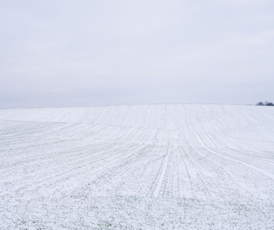 Star of the West tweet media