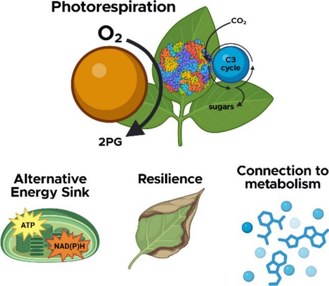 MSU-DOE Plant Research Laboratory tweet media