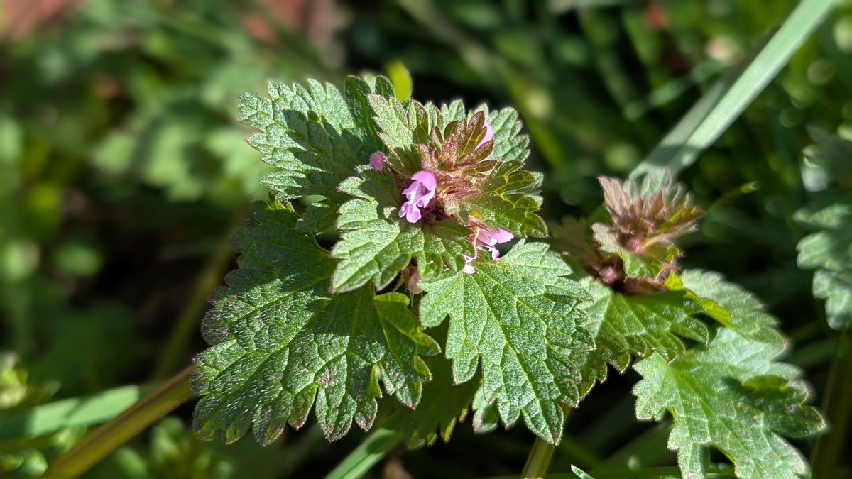 James Common tweet media