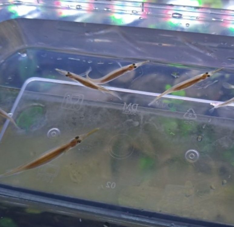 ─ henz dé shioo 🦅 tweet media