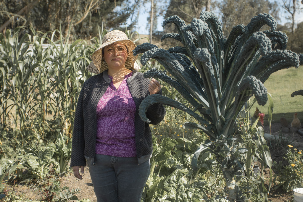 FAOclimate's tweet photo. Women are key to #climateaction in agriculture yet face systemic barriers. 

Learn how the #SCALAprogramme is turning evidence on gender disparities into effective policies that ensure national climate commitments respond to everyone. 

https://t.co/zZ4vGnoYzc

@IKI_germany https://t.co/jyJjq6Nu3N
