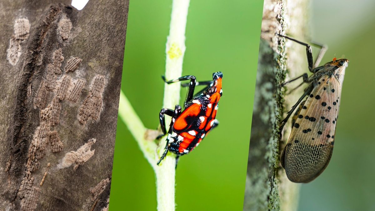 Agriculture is America tweet media