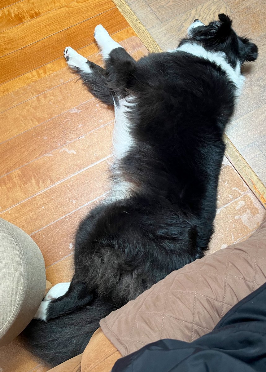 Luke_tsuru's tweet photo. ワクチン打たれて意気消沈💉🐕🏥 https://t.co/HWfzZpMxxR