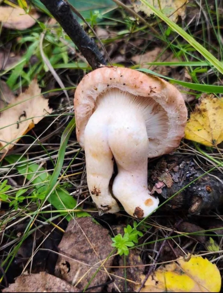 🍀Louie Kerr 🇮🇪💚 tweet media