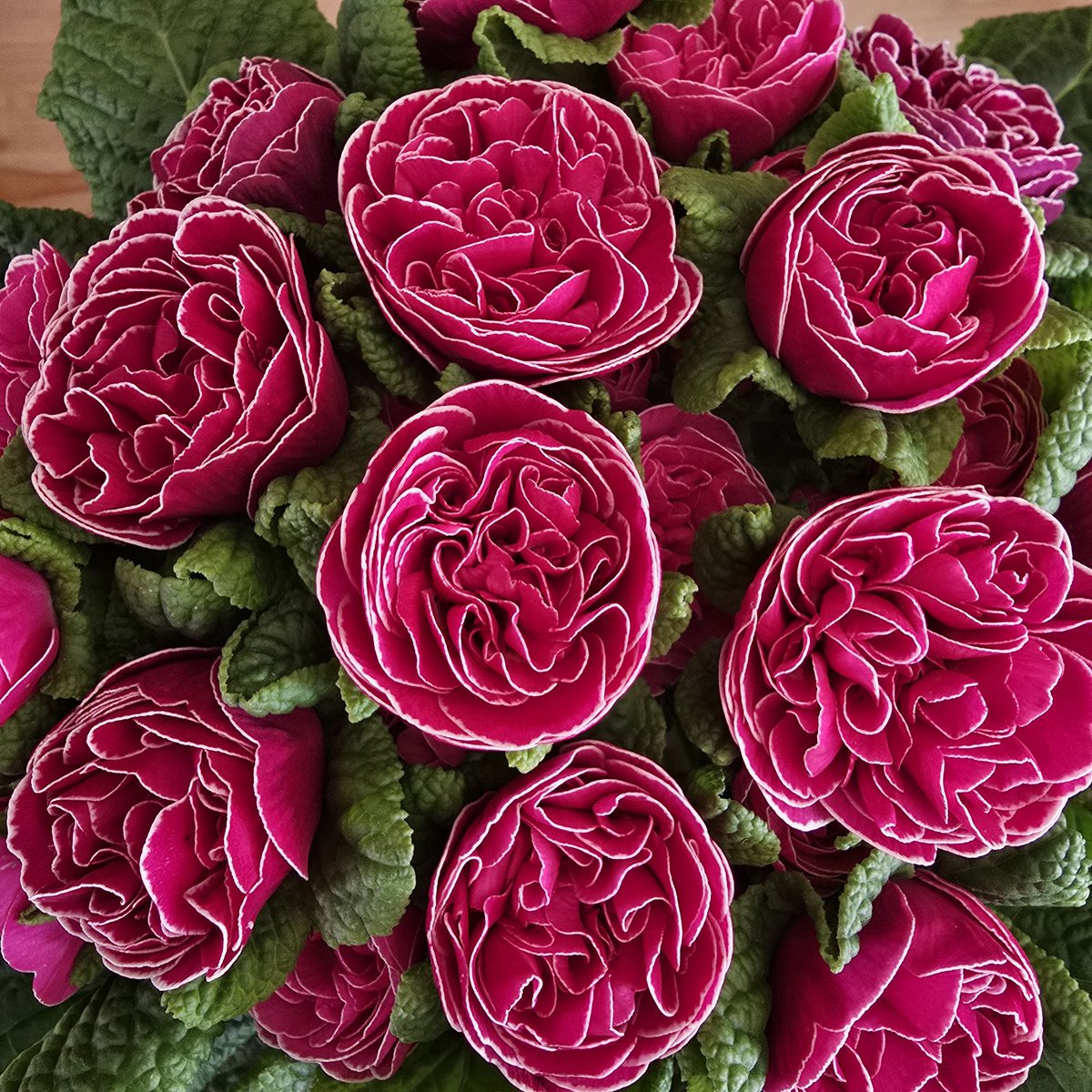 Frau Knüppelkuh tweet media