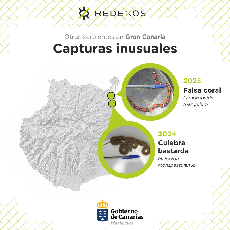 RedEXOS_Gobcan tweet media