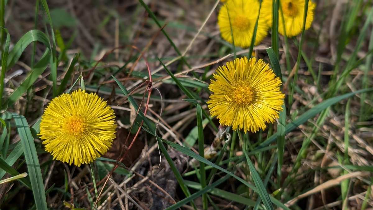 James Common tweet media