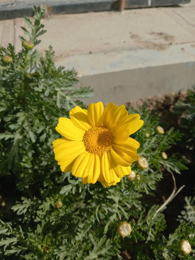 Ali Metila |🐉| tweet media