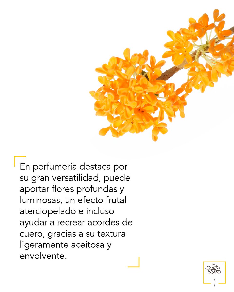 Academia del Perfume tweet media