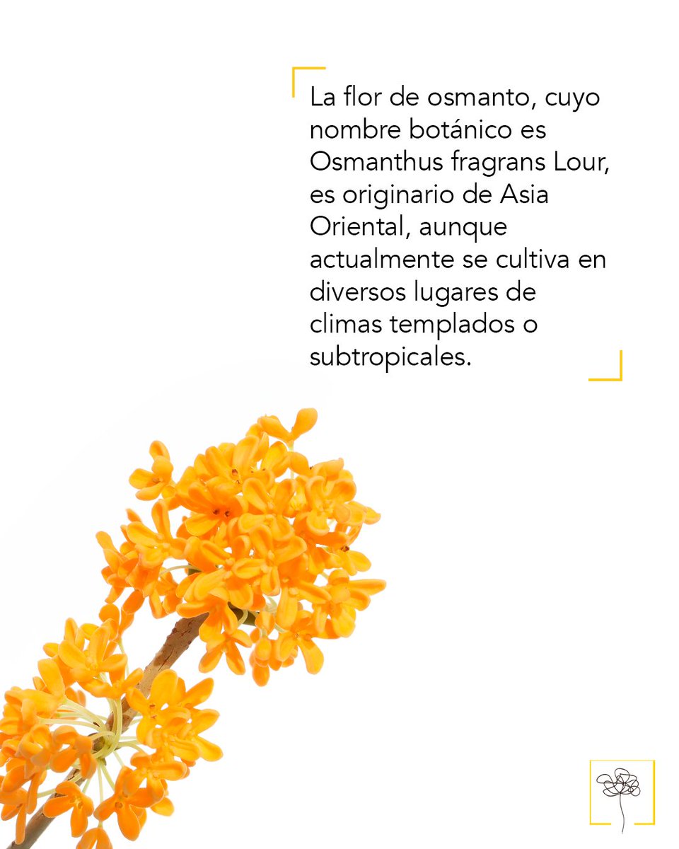 Academia del Perfume tweet media