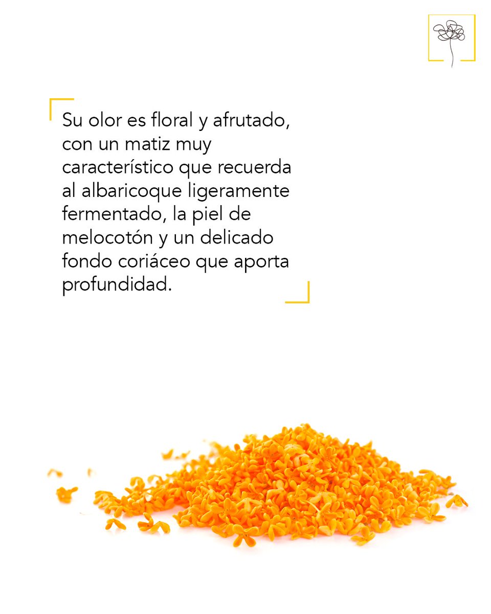 Academia del Perfume tweet media