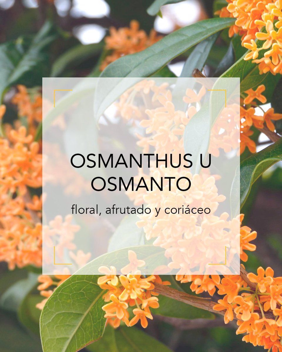 Academia del Perfume tweet media