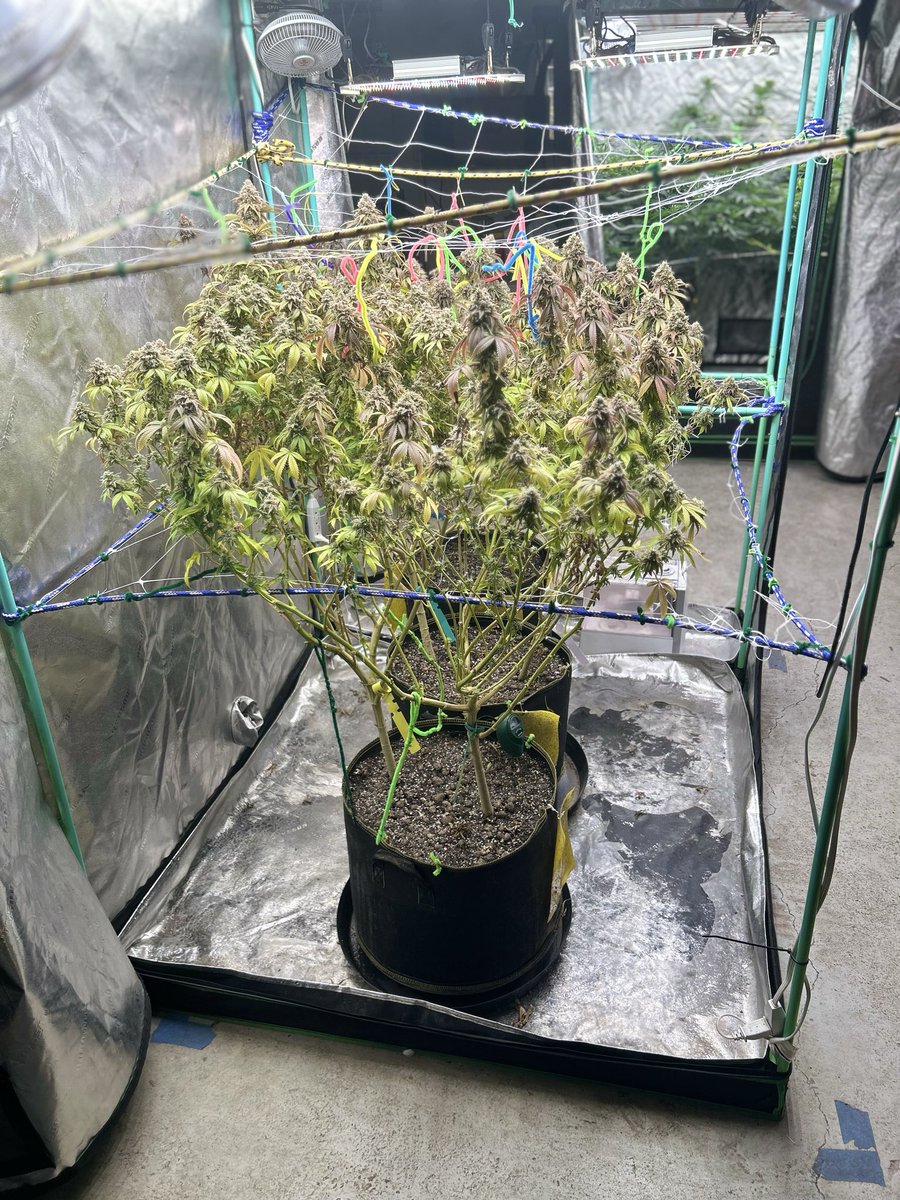 chance_sauce's tweet photo. $POTIFY 🍃
As one cycle comes to an end,
the next has begun.
One tent has entered flower.
Another generation has just emerged as saplings.
Not every soil reveals its strengths immediately.
Seed → Soil → Solana 🚀
Real grow. Real updates. Real transparency.
#POTIFY #Solana