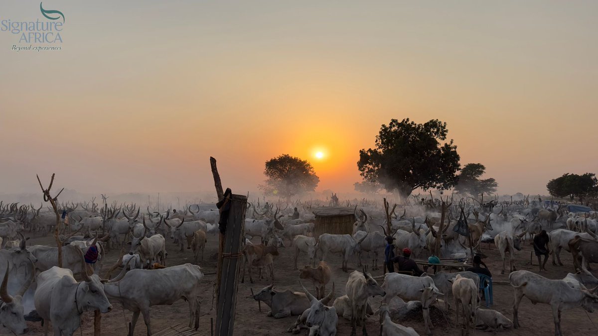 Signature Africa (@AfricaSafariss) / Posts / X