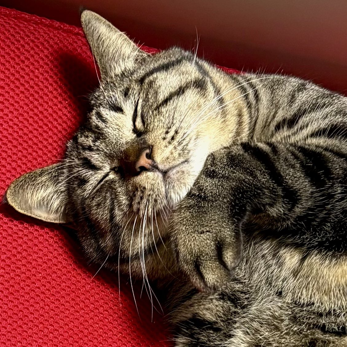 すみれ メルムーンこた&チャこうめママ tweet media