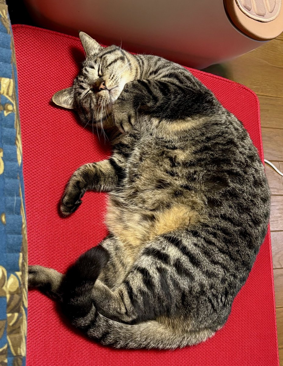 すみれ メルムーンこた&チャこうめママ tweet media