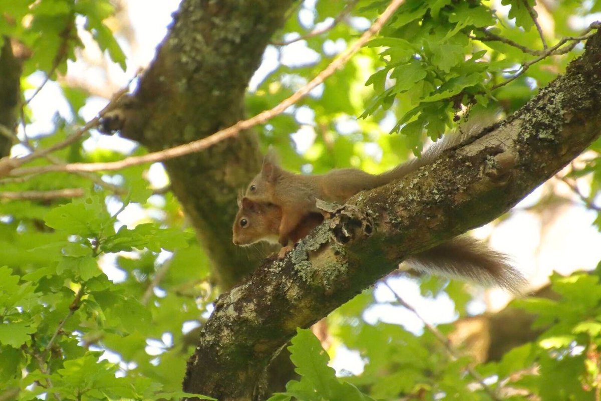 Trees for Life tweet media