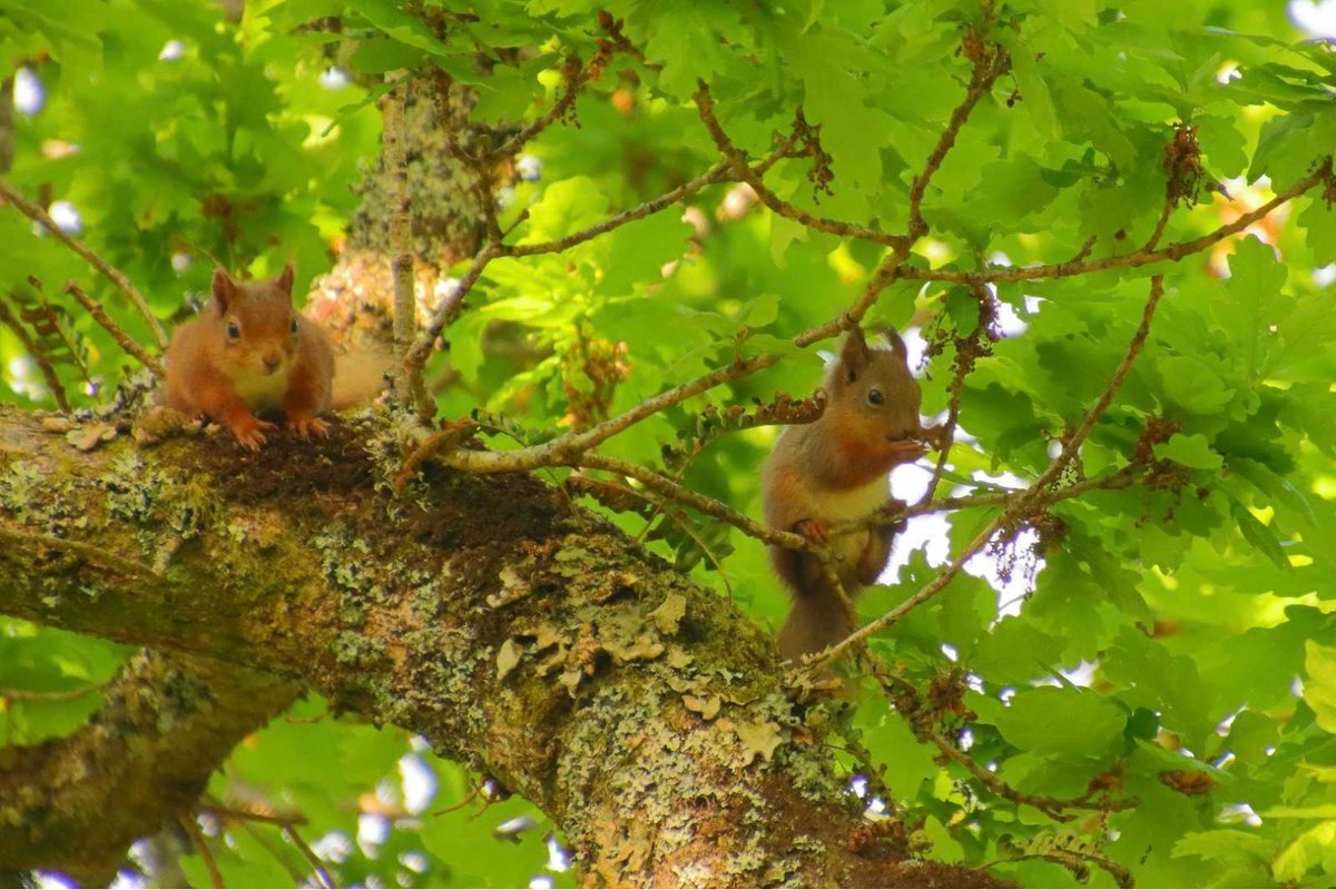 Trees for Life tweet media