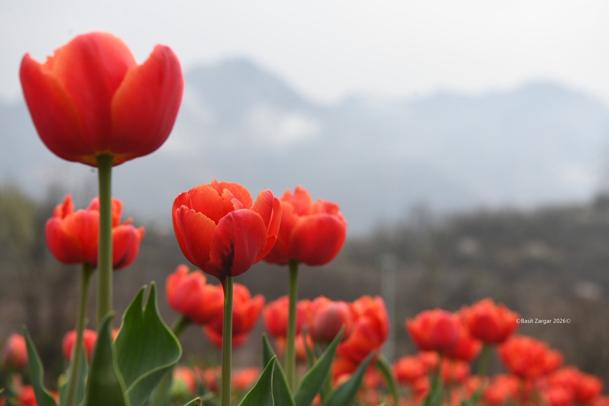 Basit Zargar (باسط) tweet media