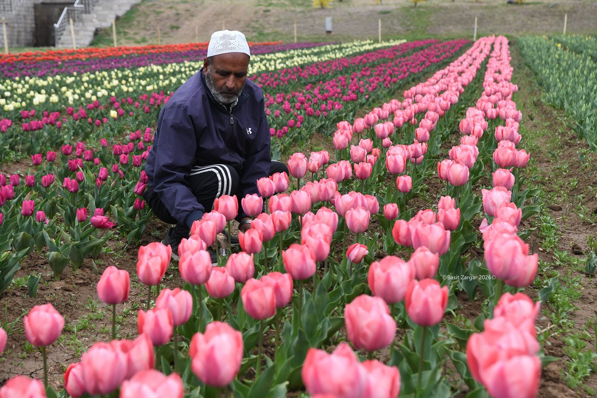 Basit Zargar (باسط) tweet media