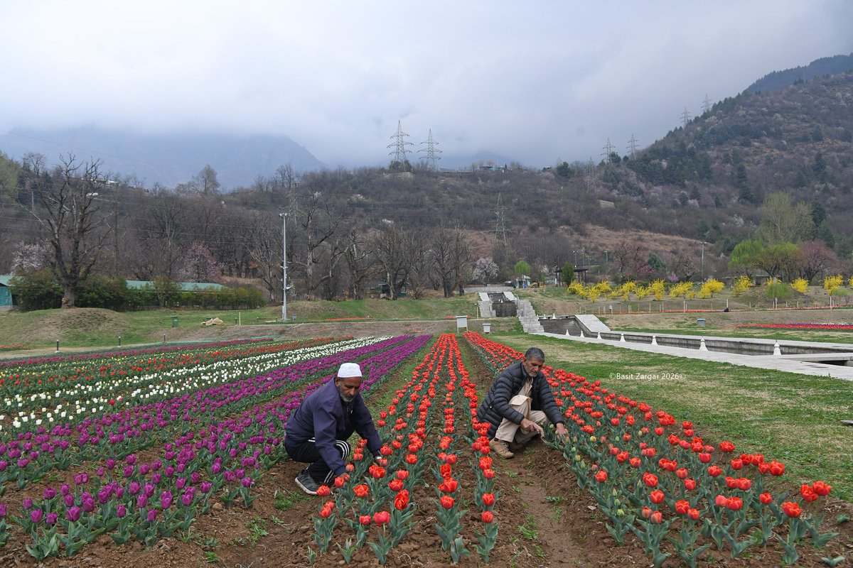 Basit Zargar (باسط) tweet media