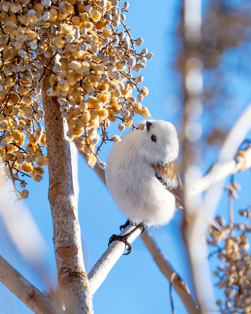 食べ放題シマエナガです