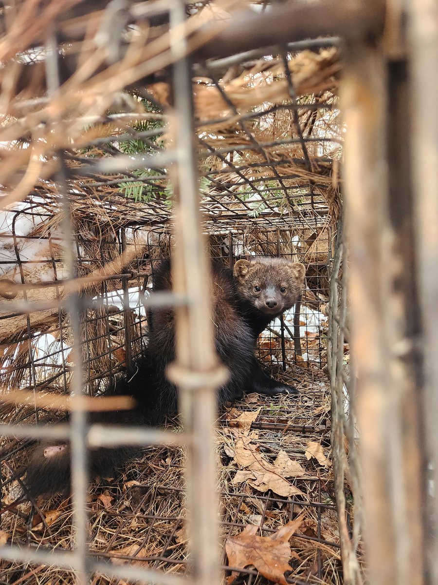 The Trapper tweet media