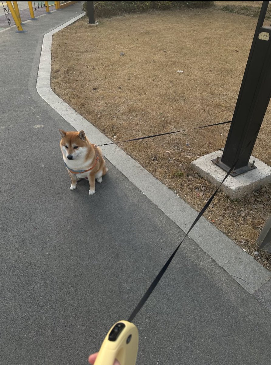 癒しの動物 tweet media