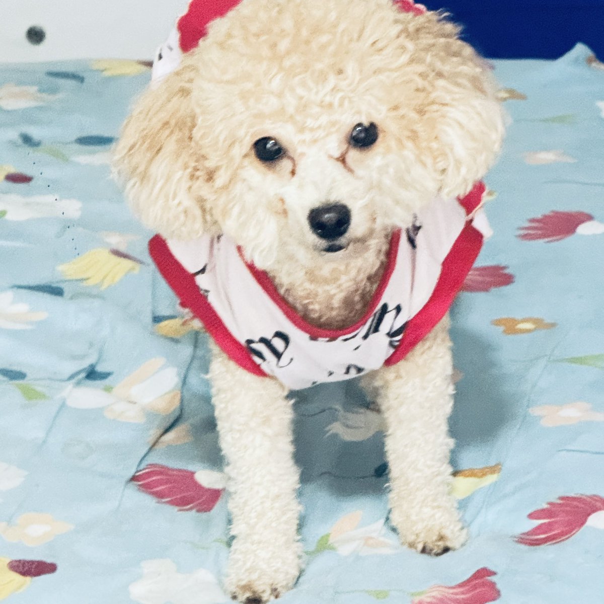 MayAthena2's tweet photo. They’re not just my dogs… they’re a piece of my life and my heart. 🐾❤️

#DogLove #FurryFamily #MyHeart #LifeWithDogs https://t.co/MSwdW2sLeH