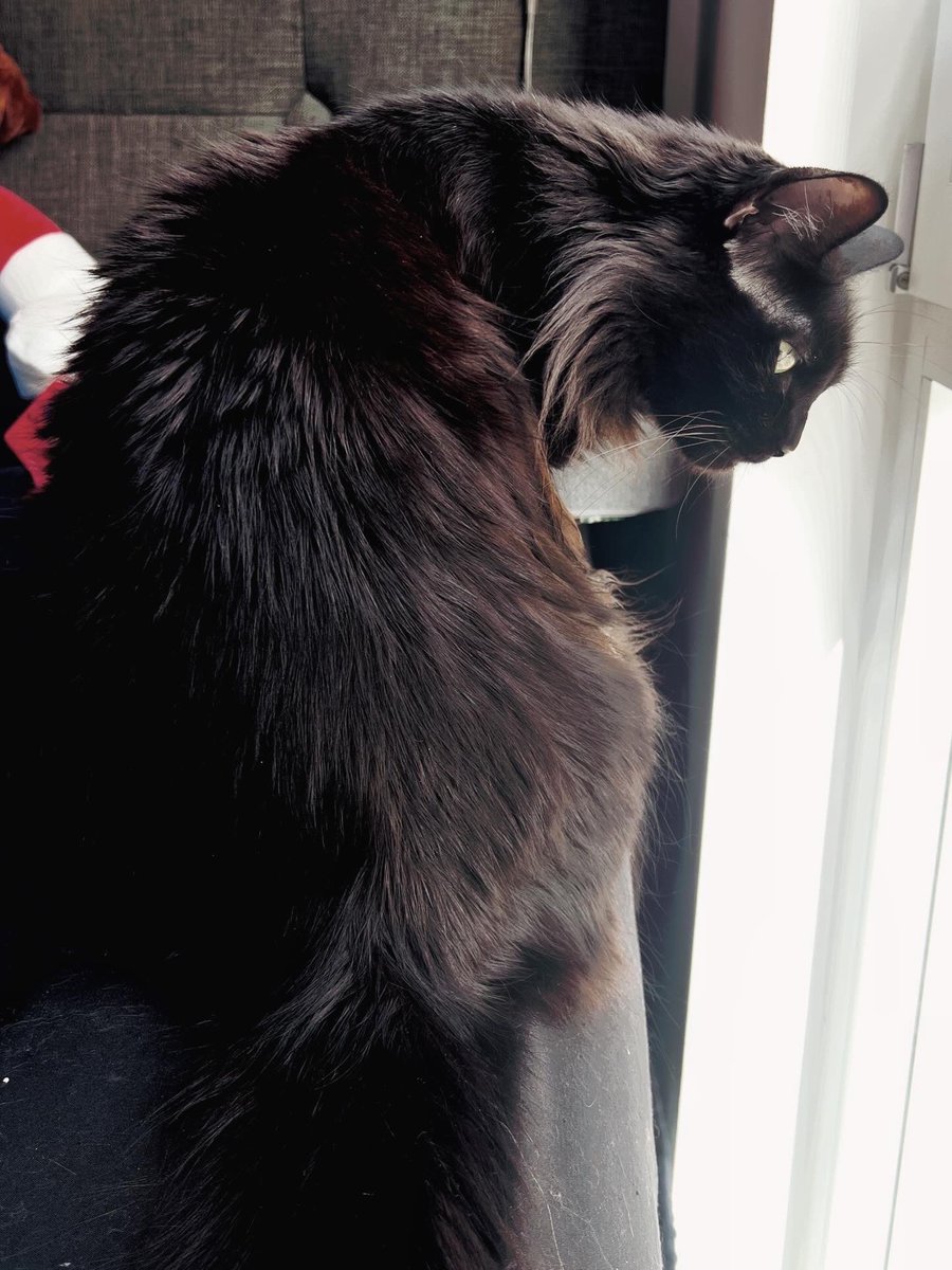 SpaceCandi🍭 tweet media