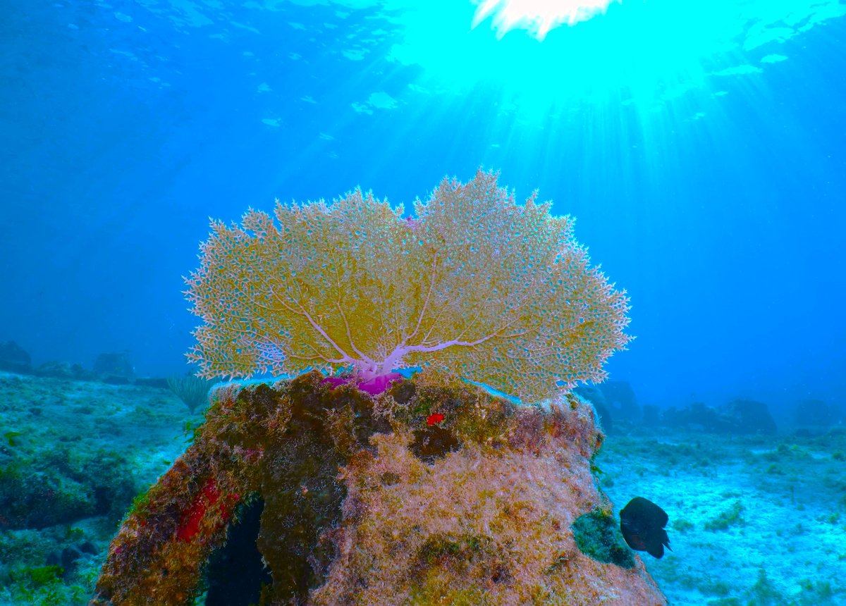 Reef Ball Foundation tweet media
