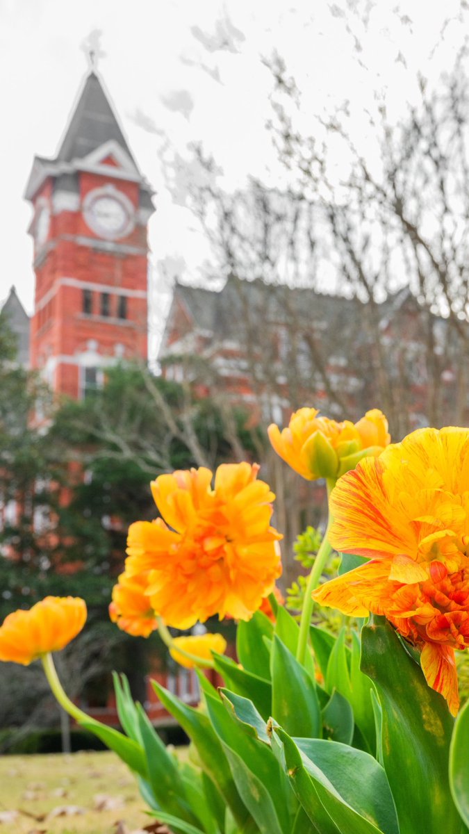 Auburn University tweet media